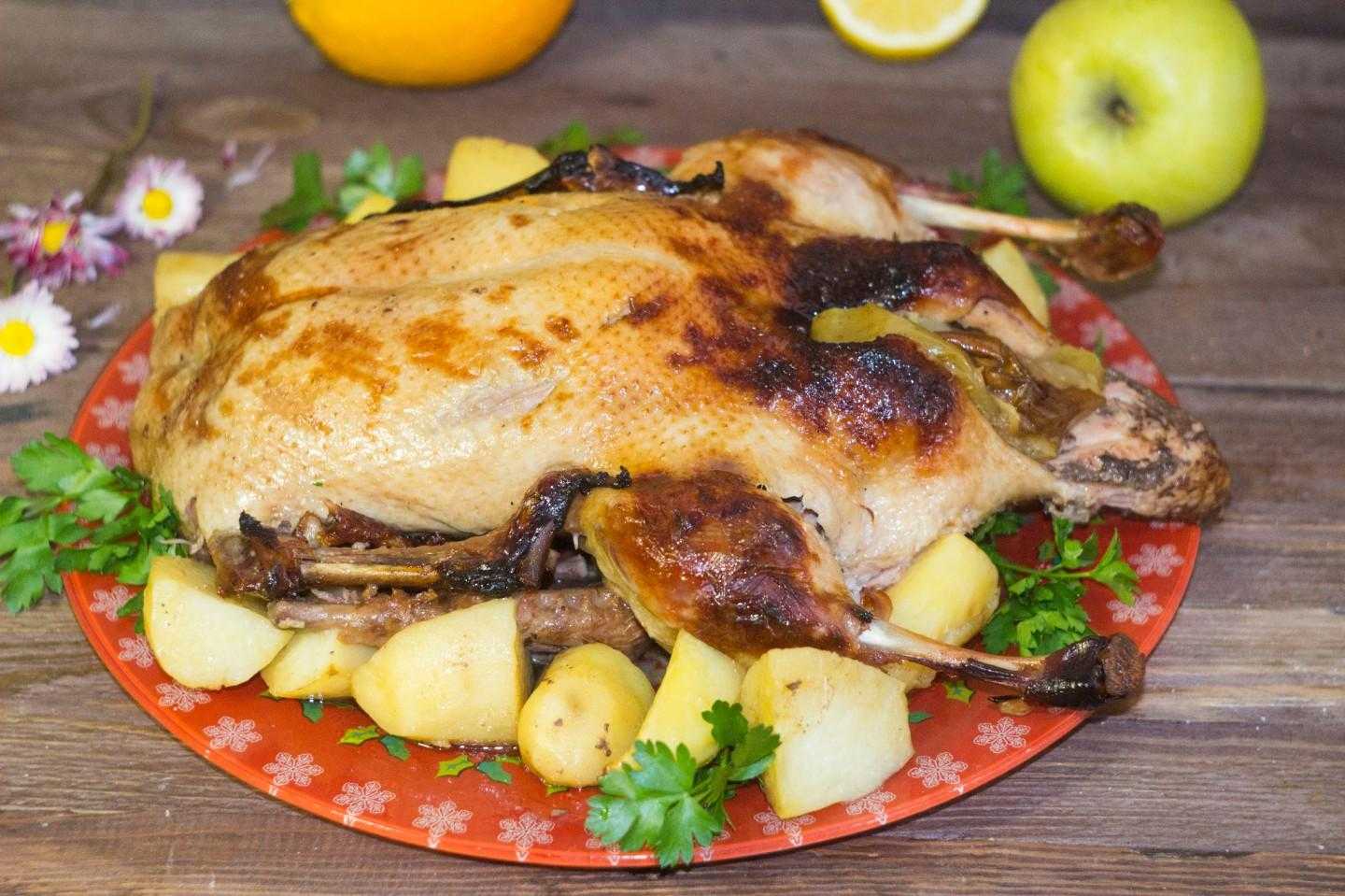 Индоутки на мясо: сколько держать, кормление в домашних условиях, в каком возрасте забивать