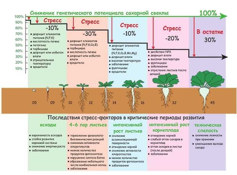 Правила и способы посадки гороха