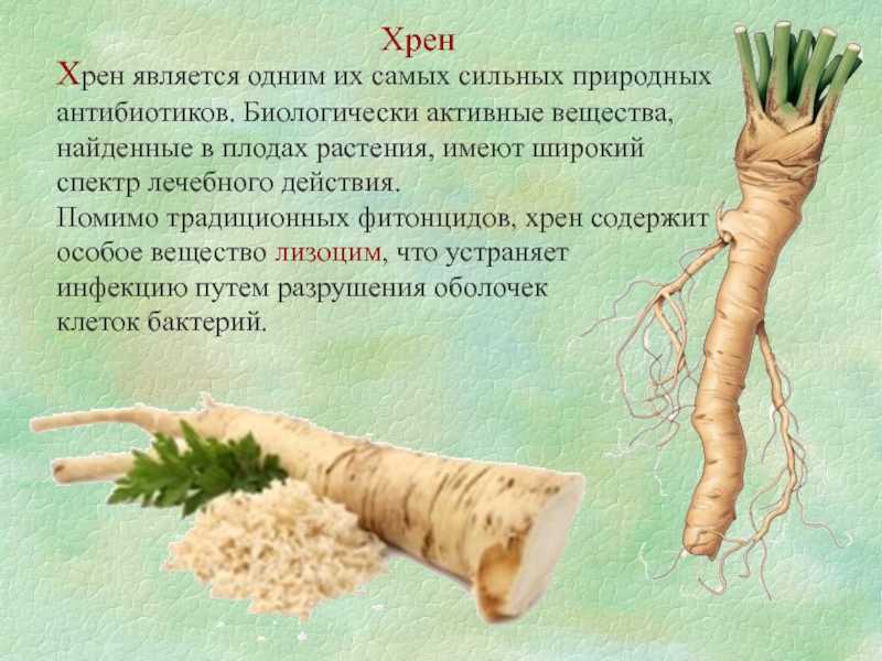 Хренодер без хрена с чесноком: рецепты, как сделать закуску с помидорами