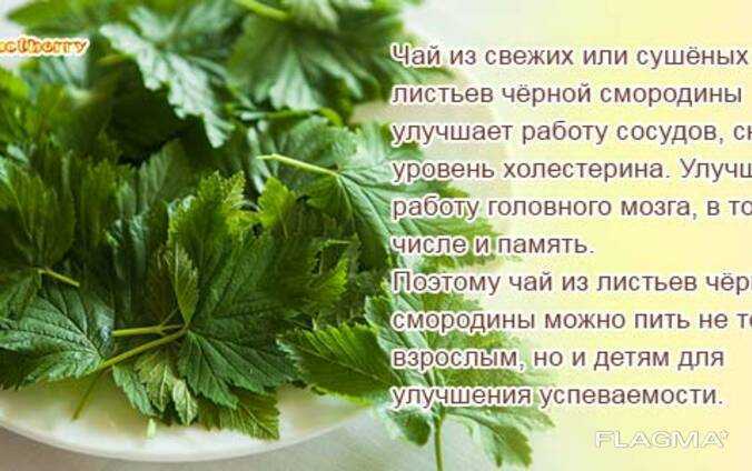 Лист смородины: лечебные свойства и противопоказания