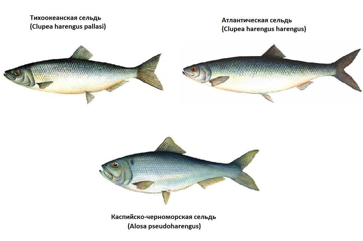 Какая сельдь более жирная. как выбрать жирную и вкусную селедку