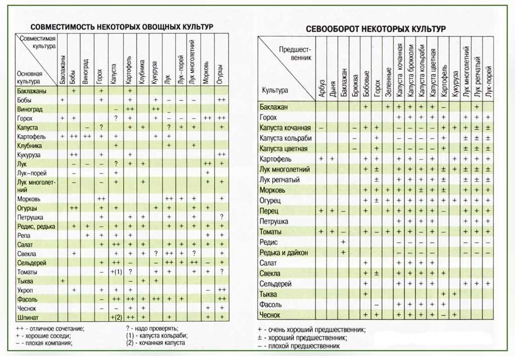 Севооборот на огороде: что после чего можно сажать