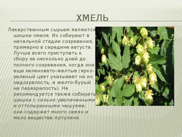 Хмель: правила сбора и сушки в домашних условиях – заготовка шишек хмеля на зиму » сусеки