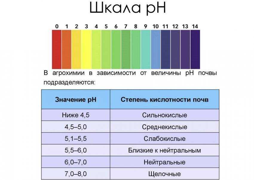 Как регулировать кислотность почвы и выращивать здоровые растения?