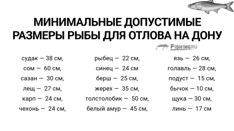 Как приготовить чехонь