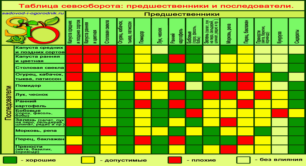 Что можно сажать после чеснока: озимого или ярового
