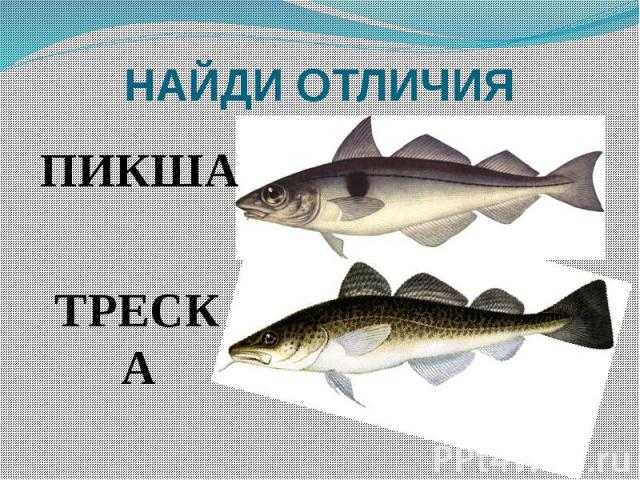 Пикша или треска — что полезнее | польза и вред