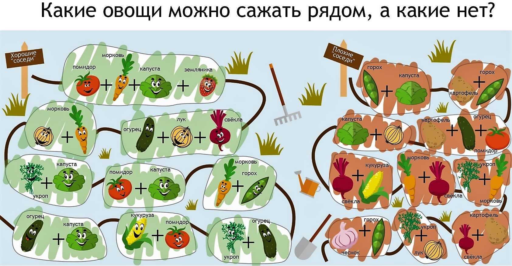 Что можно сажать рядом с грушей, соседство на участке