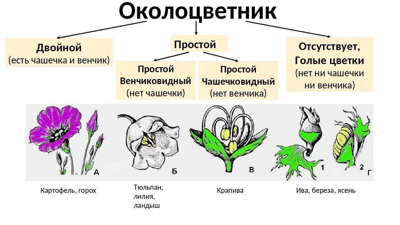 Как опылять черешню самостоятельно вручную