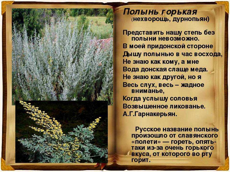 Полынь лечебные свойства, исследования пользы и вреда