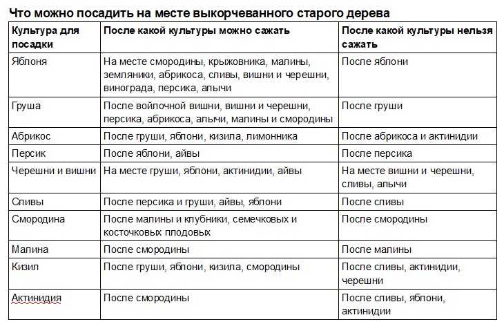 Что можно посадить после лука в следующем и текущем году: хорошие предшественники и последователи - etocvetochki.com