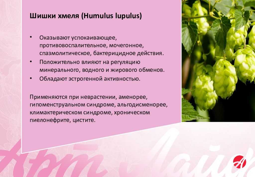 Когда собирать хмель для лечебных целей