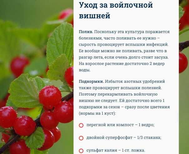 Опасное соседство для садовых культур. совместимость плодовых деревьев и ягодных кустарников. таблица — ботаничка