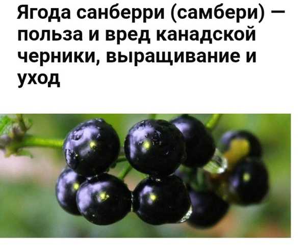 Санберри — полезные свойства и противопоказания, рецепты