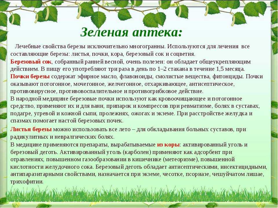 Листья берёзы: лечебные свойства отваров и настоев, применение и противопоказания