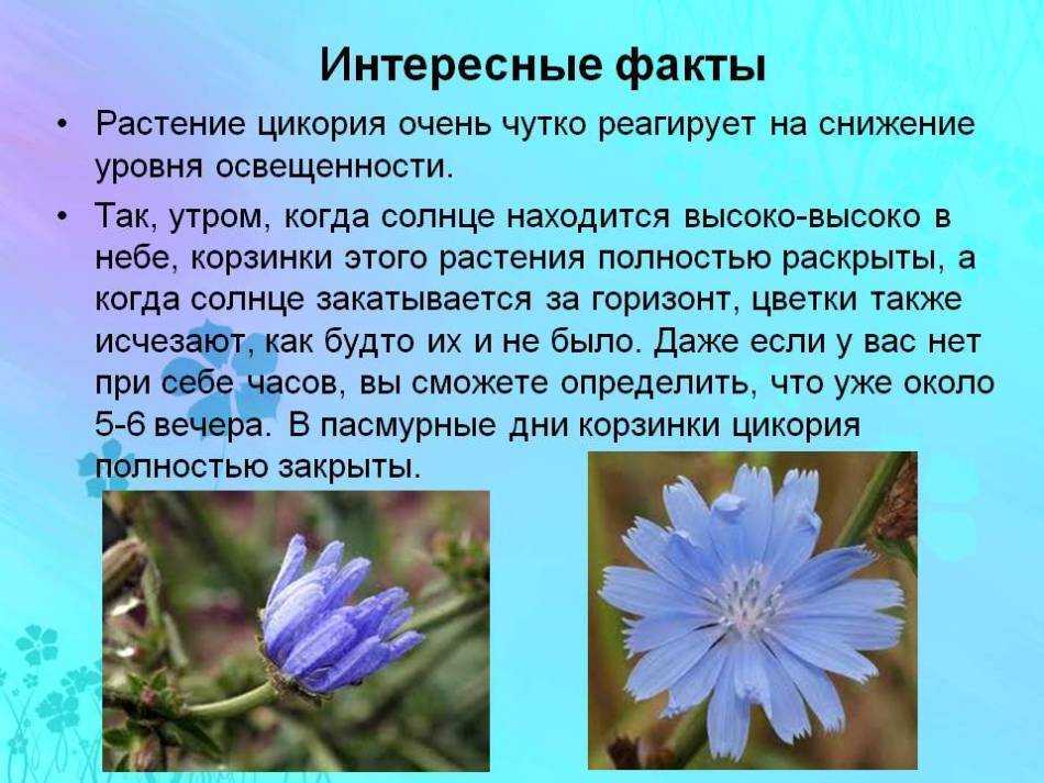 Когда собирать цикорий