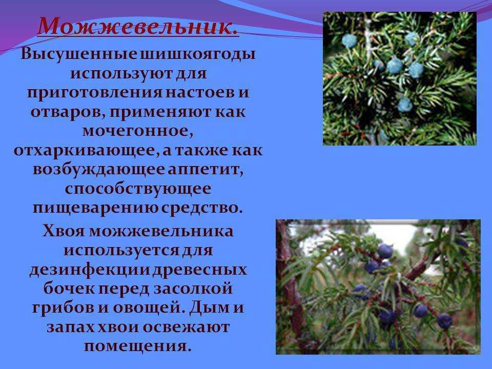 Можжевельник - польза и вред для здоровья, применение