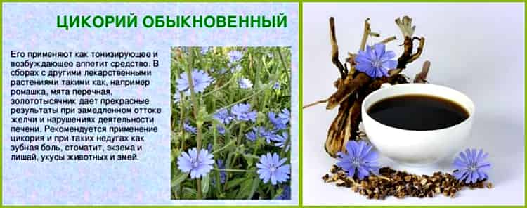 Чем полезен цикорий