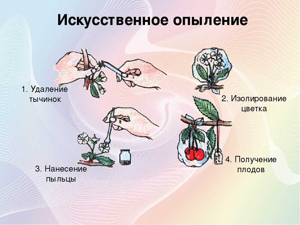 Сад цветет, а пчел нет: что делать для опыления