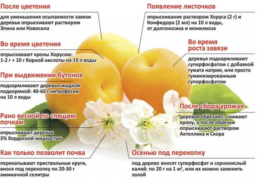 Что можно посадить под яблоней и грушей? - ооо "сибирский агросоюз"