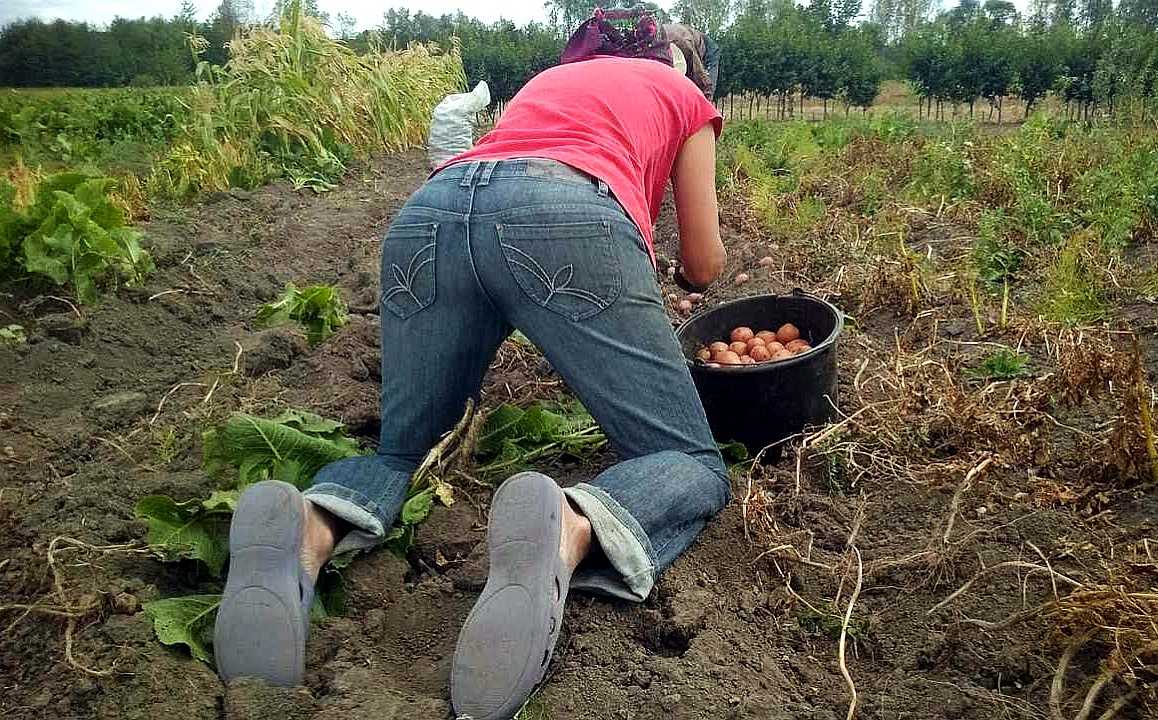 К чему снится картошка