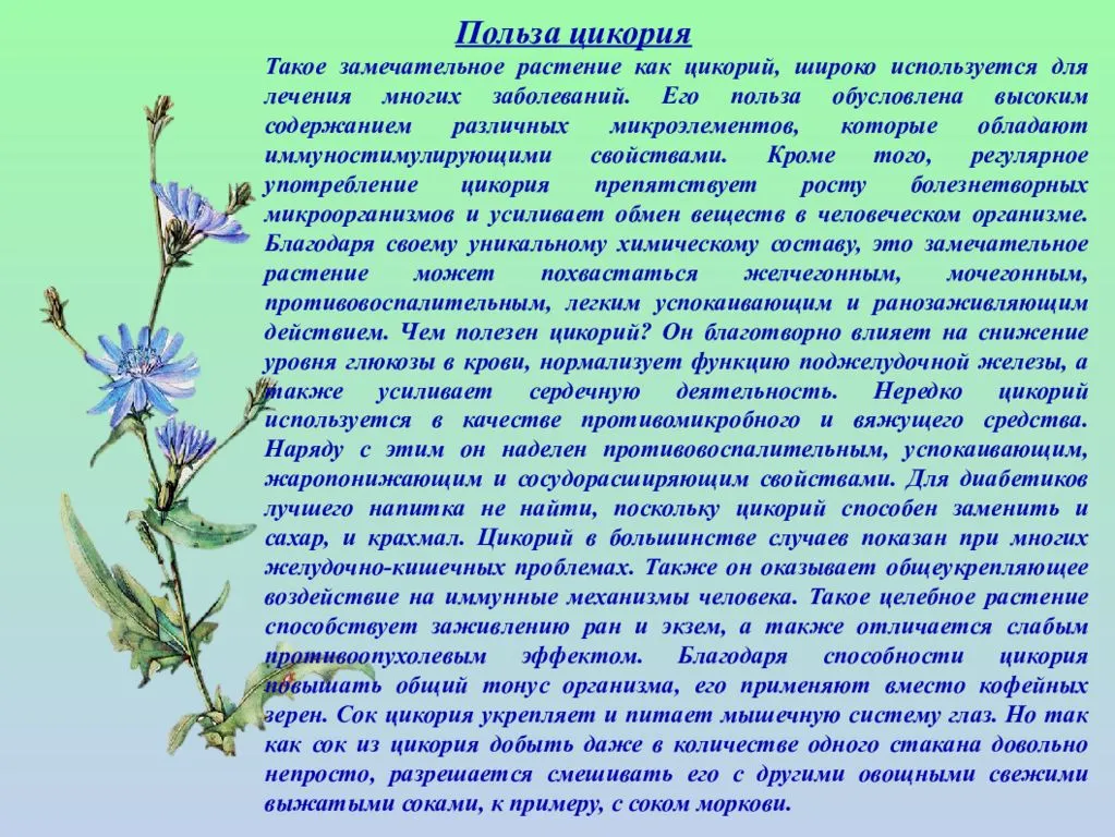 Когда и как собирать цикорий. заготовка цикория: сбор, сушка, хранение в домашних условиях - lechilka.com
