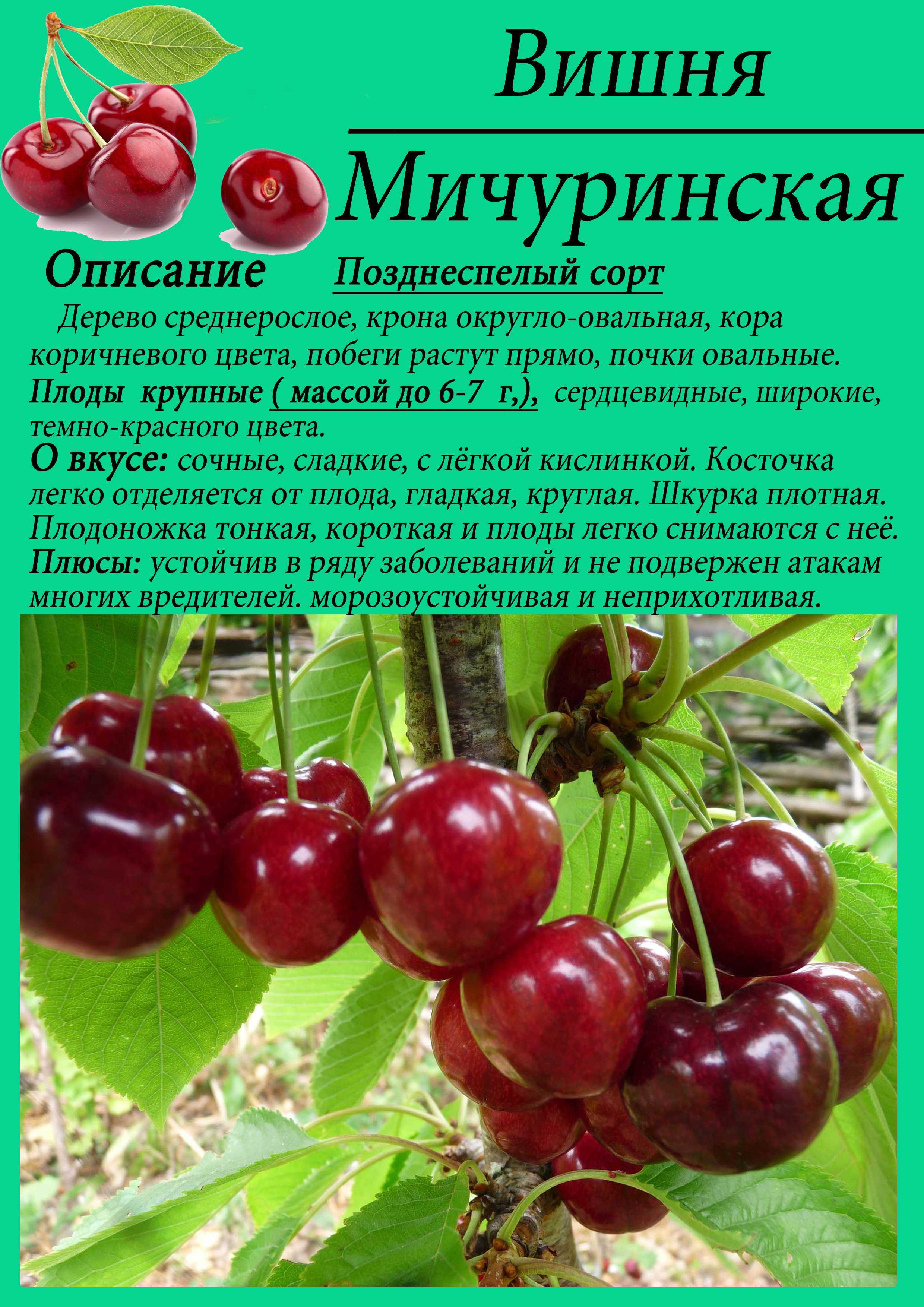 Опыление и обрезка вишни — floraprice.ru