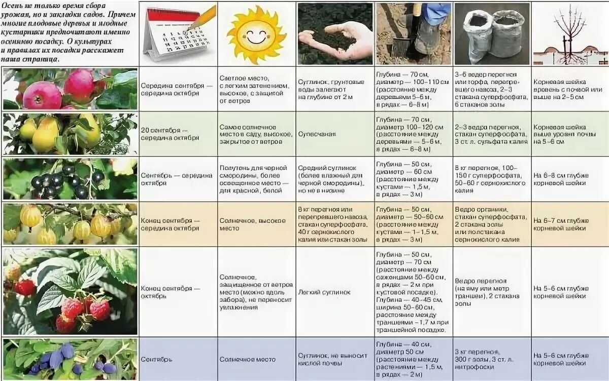 Можно ли сажать грушу рядом со сливой, с чем посадить - соседи, друзья и враги, соседство с вишней, нужен ли опылитель