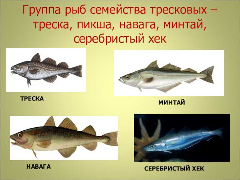 Минтай и навага: в чем разница?