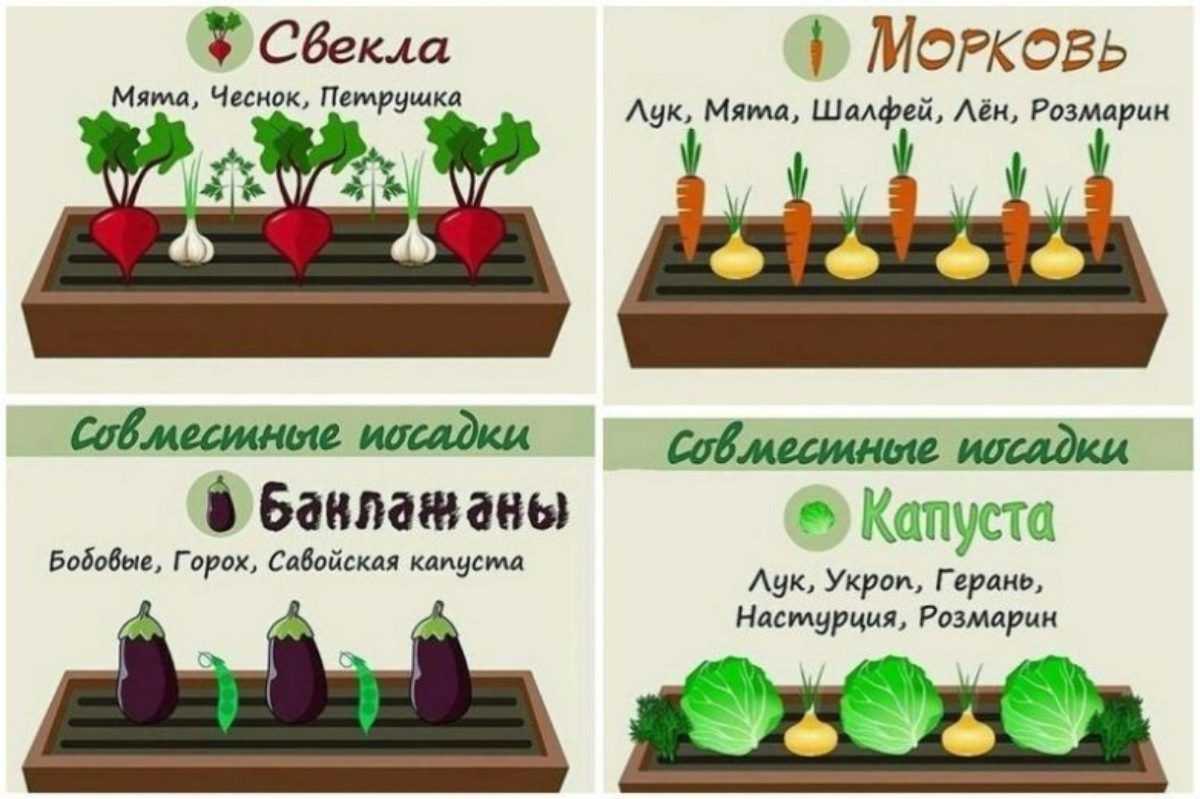 С чем рядом можно сажать вишню в саду: совместимо ли дерево с черешней, яблоней, грушей, сливой - onwomen.ru