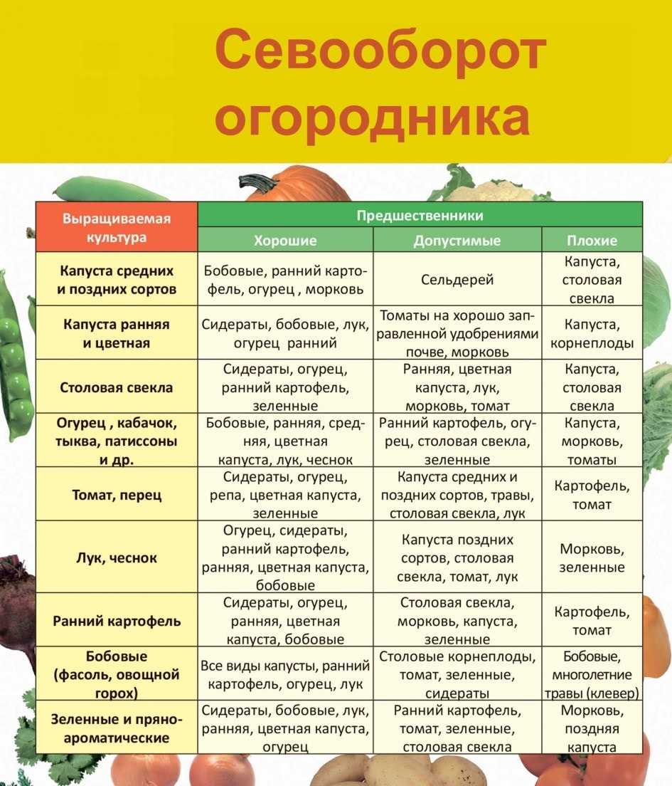 Что можно сажать после кабачков, гороха, перца, укропа, кукурузы, фасоли, баклажана, моркови, чеснока салата на следующий год на огороде
