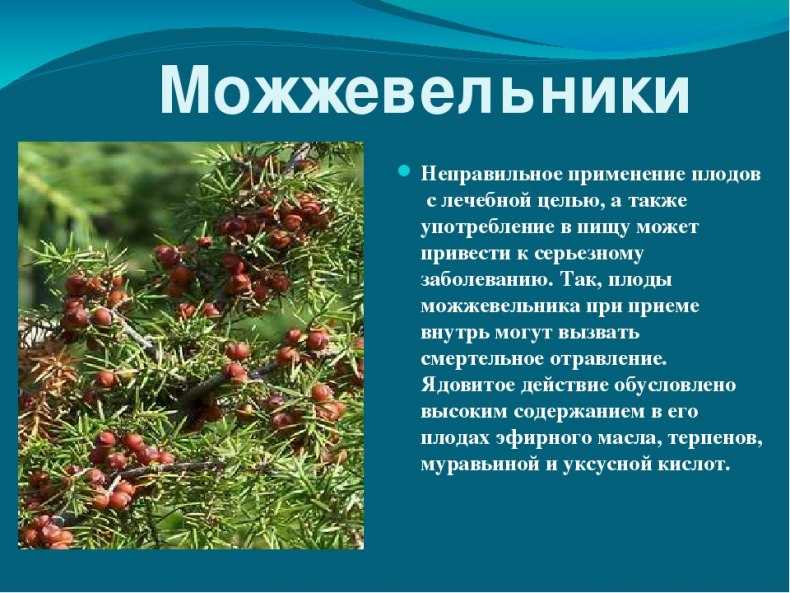 Ягоды можжевельника: состав, калорийность, польза, рецепты