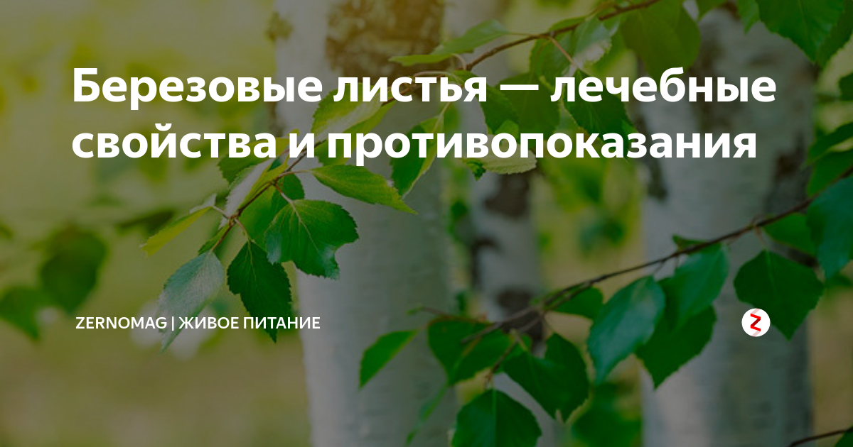 Отвар из березовых листьев: применение и противопоказания - lechilka.com