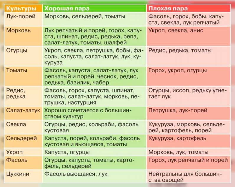 Что можно посадить рядом с малиной, а что нельзя?