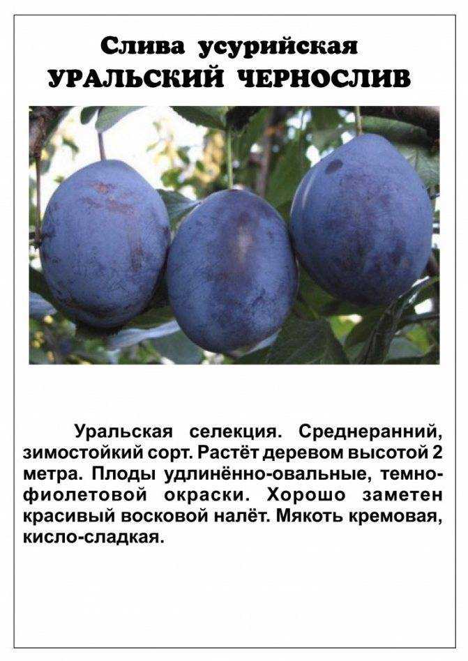 Что полезнее для здоровья слива или чернослив | польза и вред