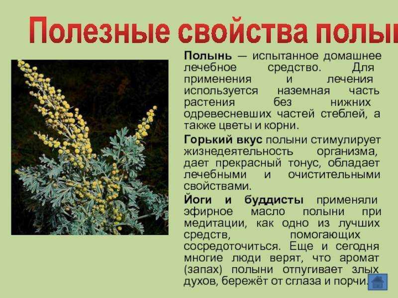 Полынь горькая: применение, лечебные свойства, 5 рецептов
