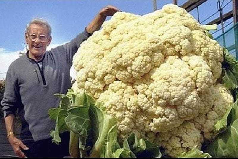 Самый крупный сорт моркови в мире - у дачки