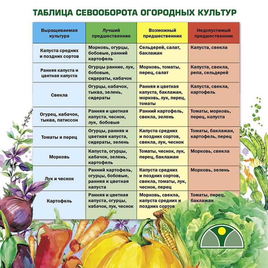 Что можно посадить рядом с черешней: соседство с плодовыми деревьями, кустарниками, зеленью