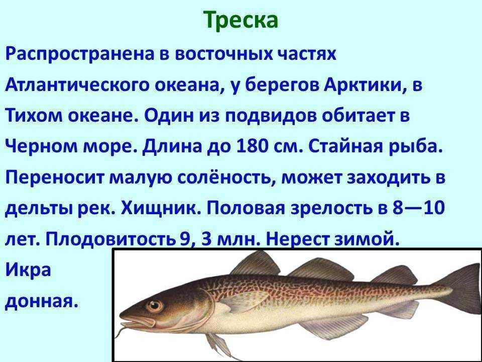 Как отличить треску от минтая