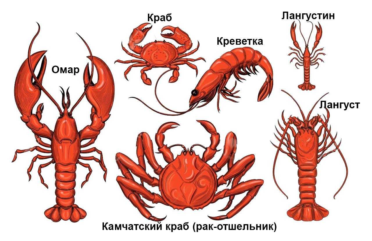 Лангустины — полезные свойства, химический состав, правила хранения
