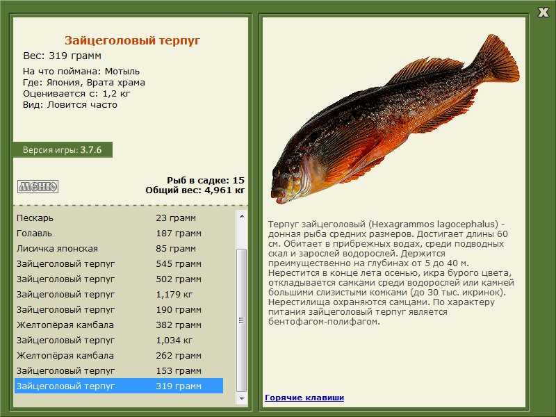 Рыба терпуг - польза и вред для организма, полезные свойства и противопоказания
