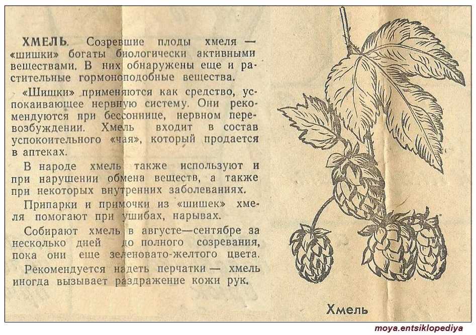 Когда собирать шишки хмеля. заготовка хмеля: сбор, сушка, хранение (+отзывы)