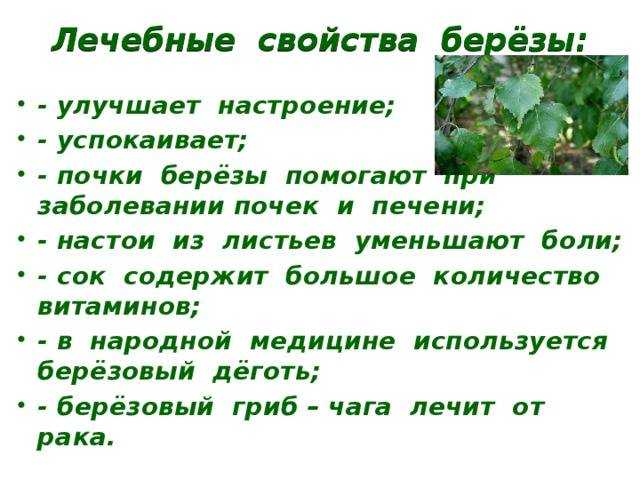 Чай из березовых листьев: польза и вред | польза и вред
