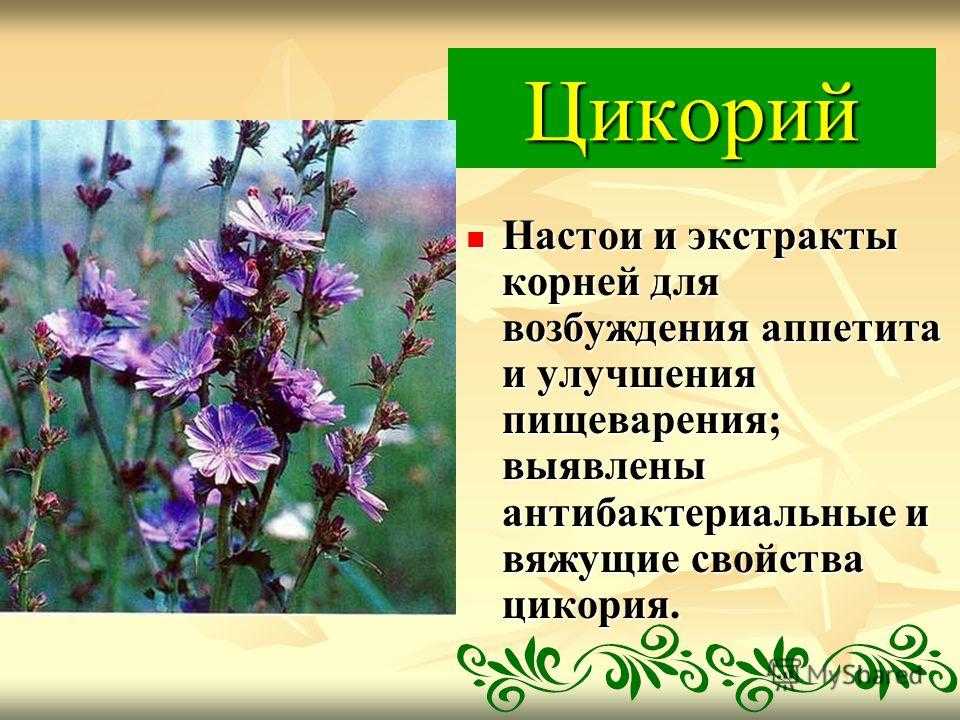 Корень цикория когда собирать