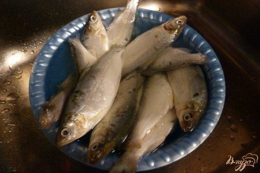 Как засолить рыбу сырок
