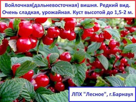 Можно ли сажать грушу рядом со сливой, с чем посадить - соседи, друзья и враги, соседство с вишней, нужен ли опылитель