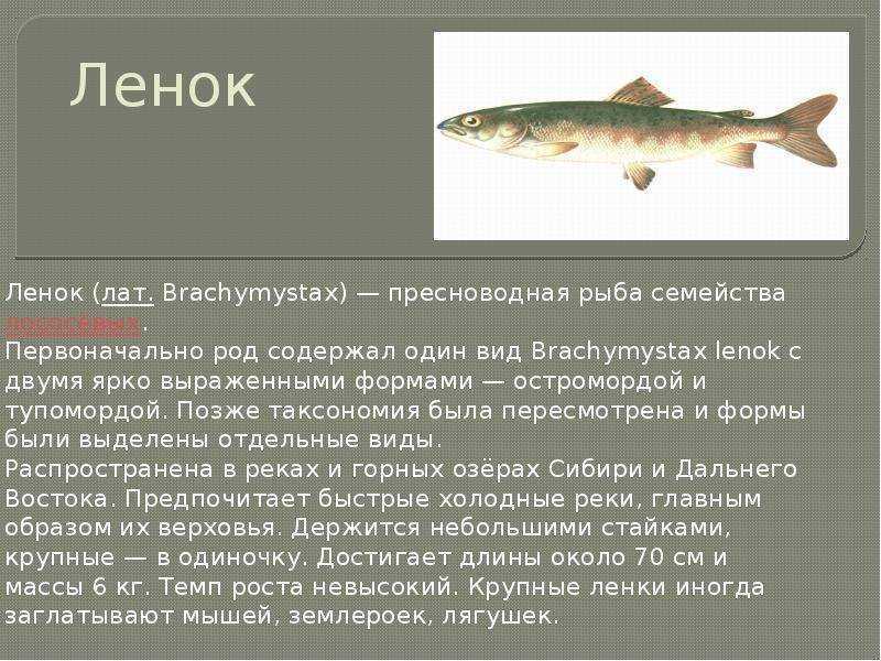 Рецепты приготовления тайменя