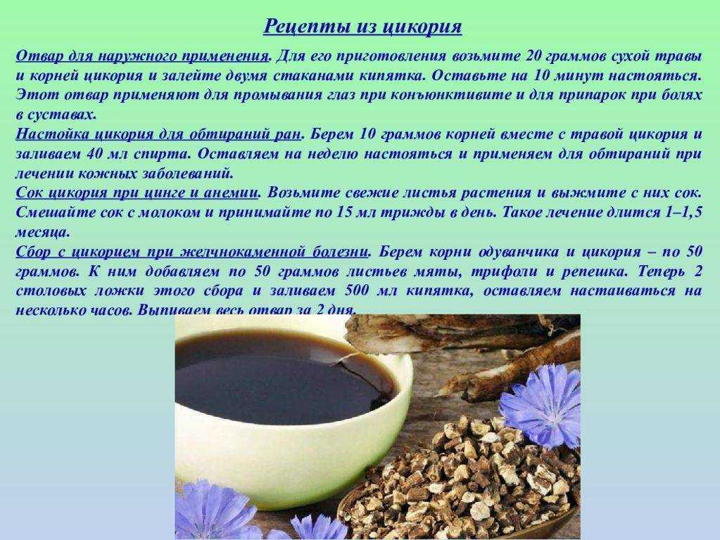 Когда собирать цикорий