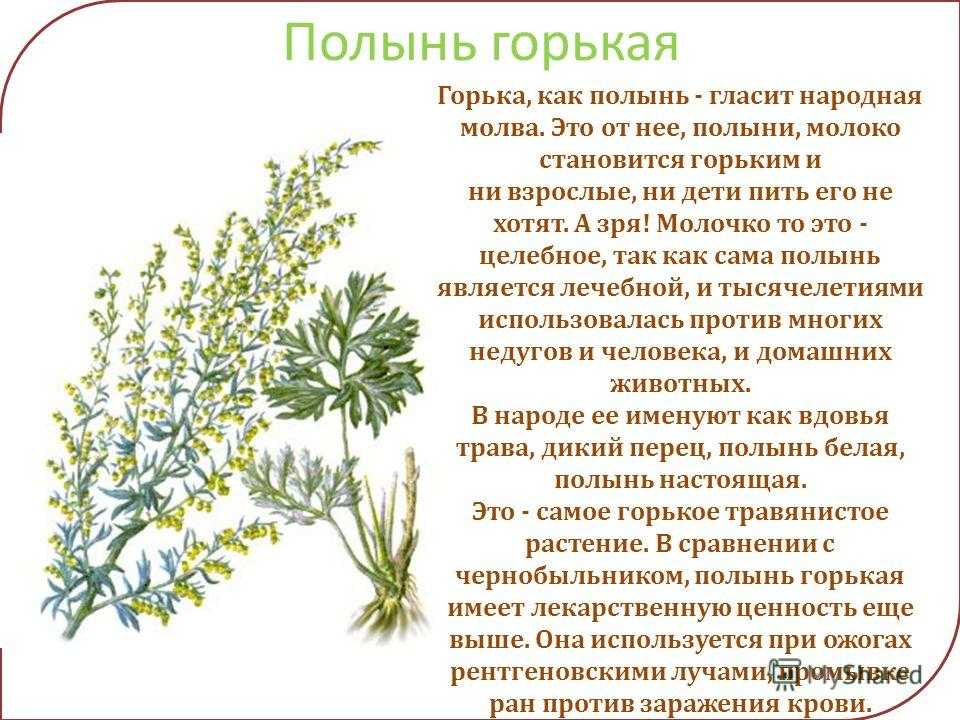 Полынь: правила посадки и ухода за лекарственным растением в открытом грунте