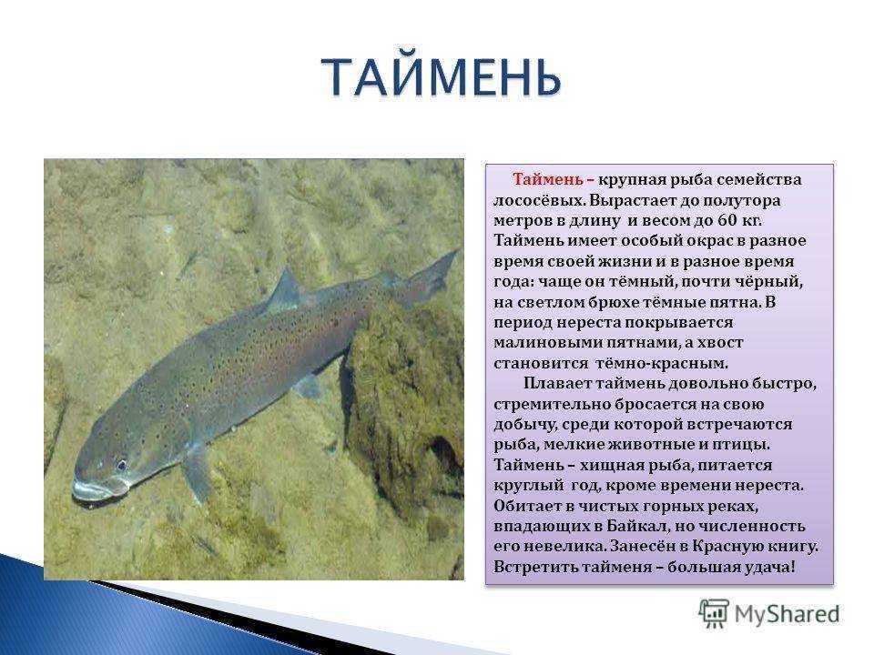 Таймень чудесный — как готовят рыбу сибиряки